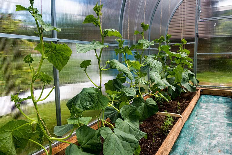 Air Disinfection Biosecurity technology in horticulture/agriculture