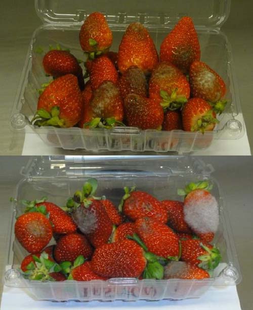 Strawberries-Before