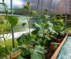 Horticulture Air Disinfection Biosecurity technology in horticulture/agriculture